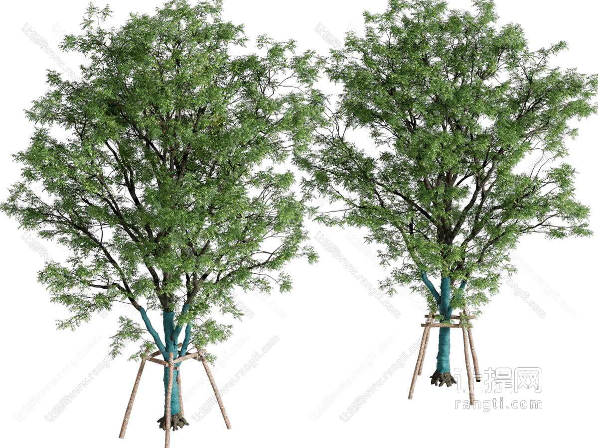 乔木 景观树 庭院树 乔木树木 带防风棉树 行道树