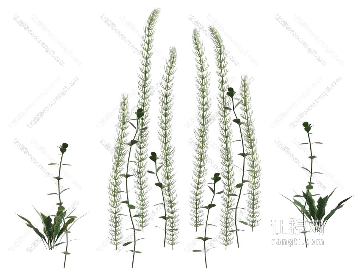 水草 海草 海藻 紫菜 海底植物 水底植物
