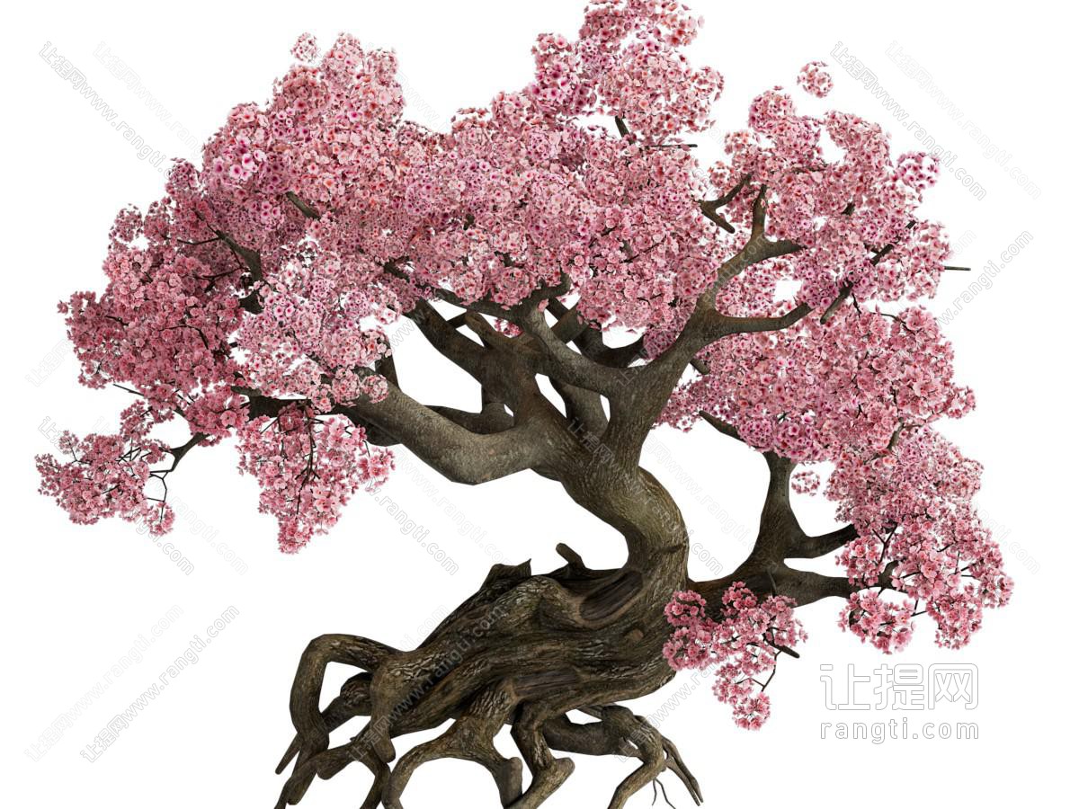 现代开满花的老树