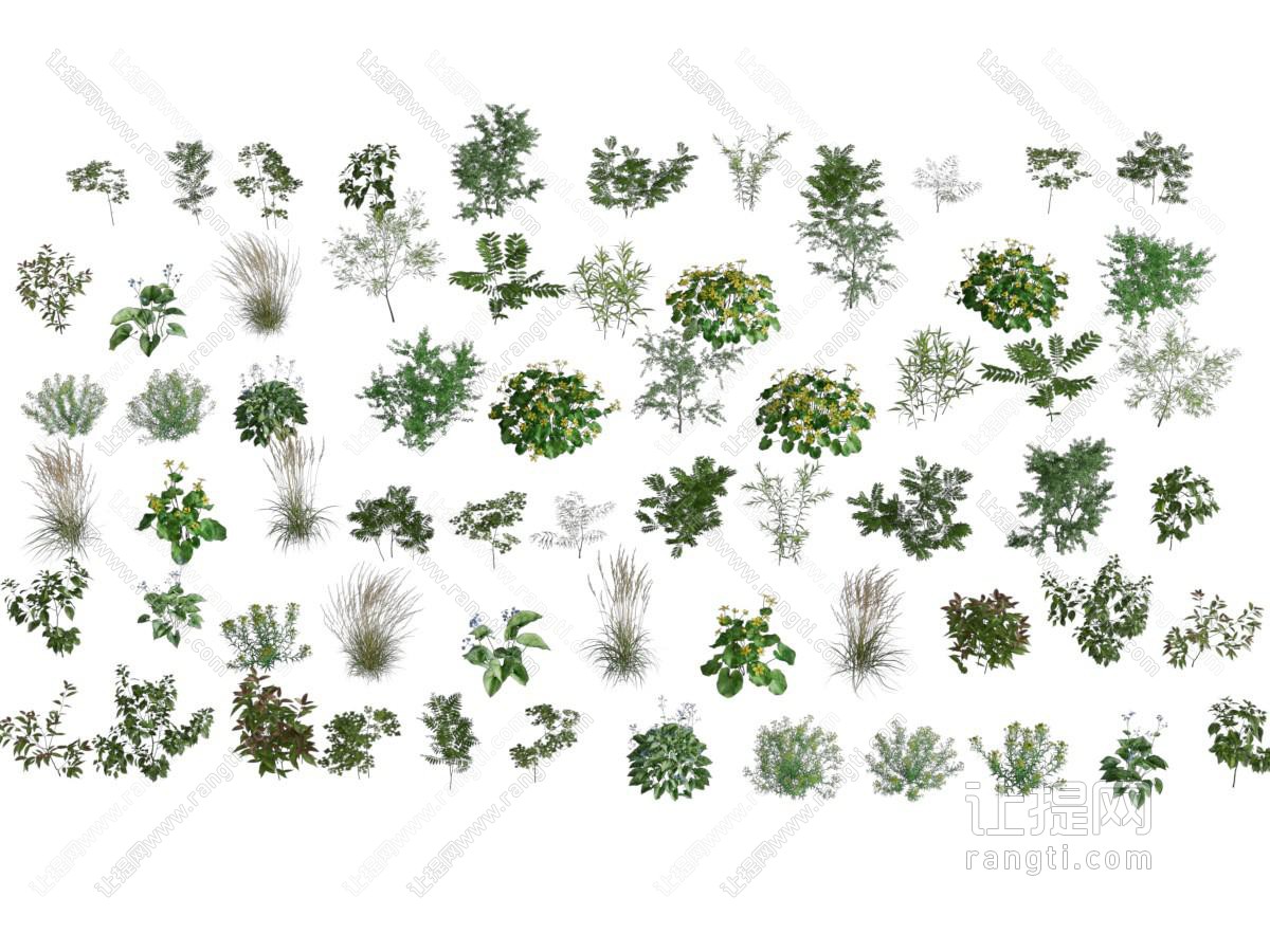 现代花草植物