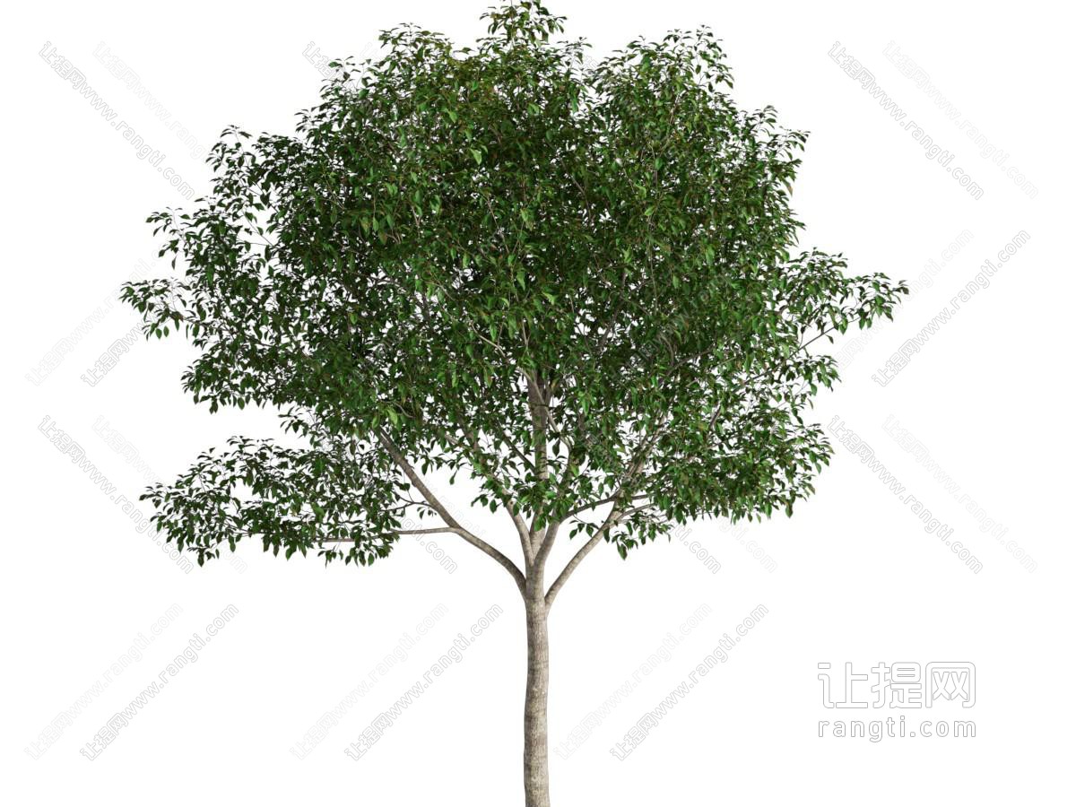 现代景观树木