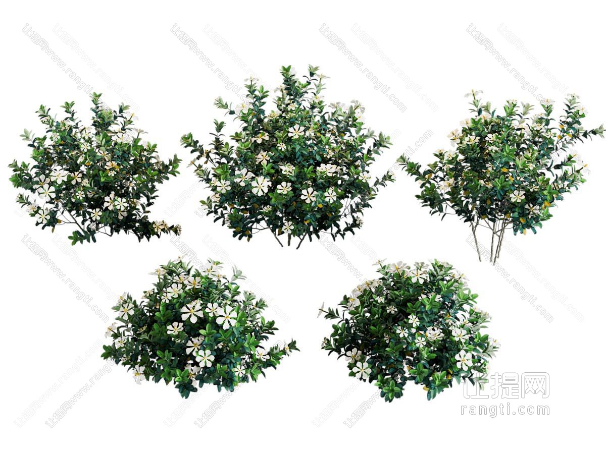 现代灌木 花草植物
