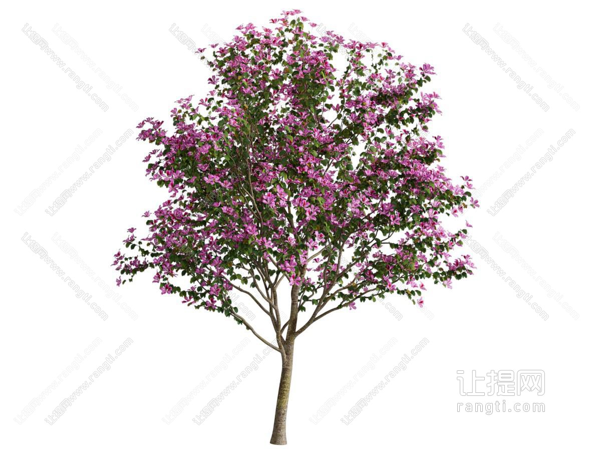 现代开满花朵的树木