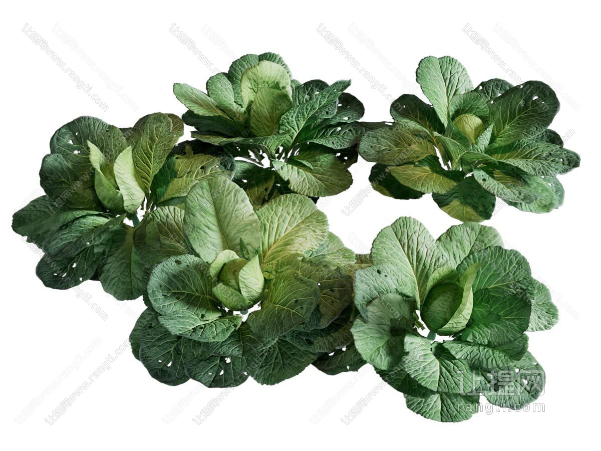 现代蔬菜 花草植物