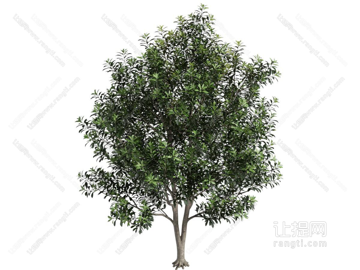 现代景观树木