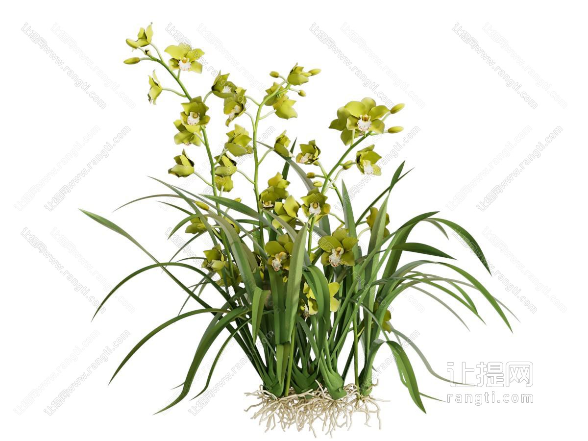 现代水仙花 花草植物
