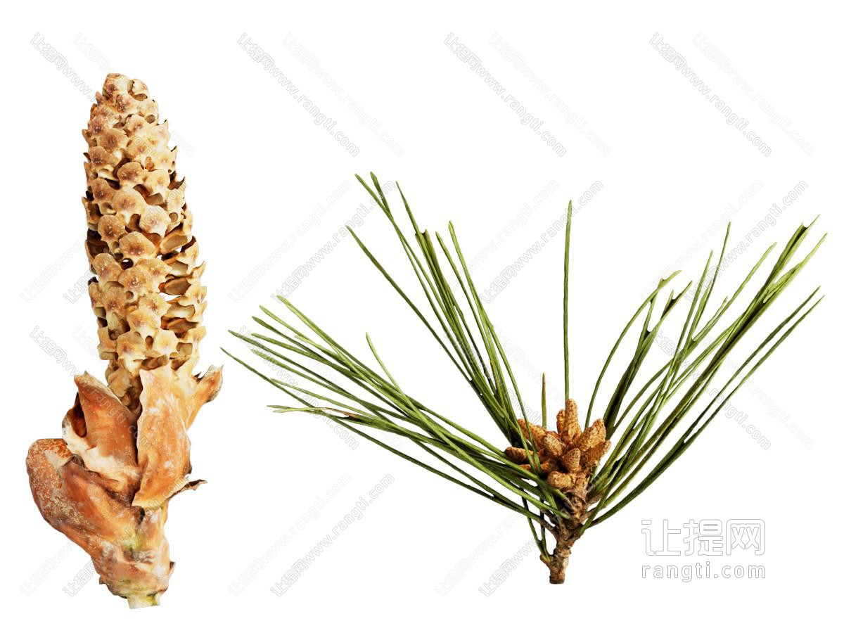 现代松果 松树 黑松 松子 榛子 榛果 花草植物