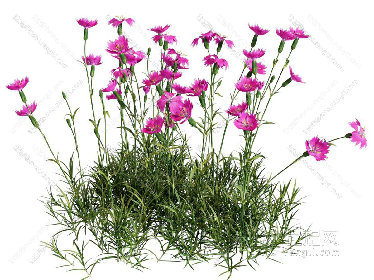 现代康乃馨花草花卉植物