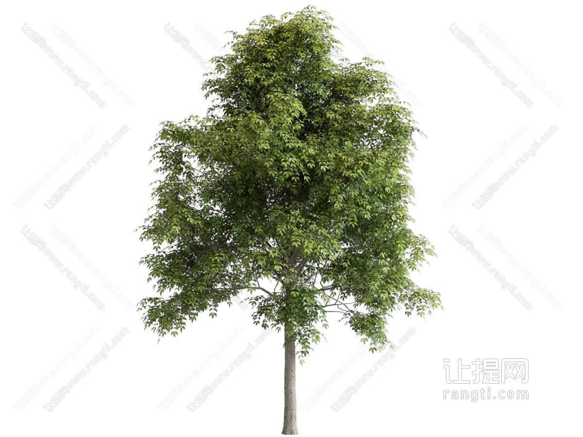 现代景观树木