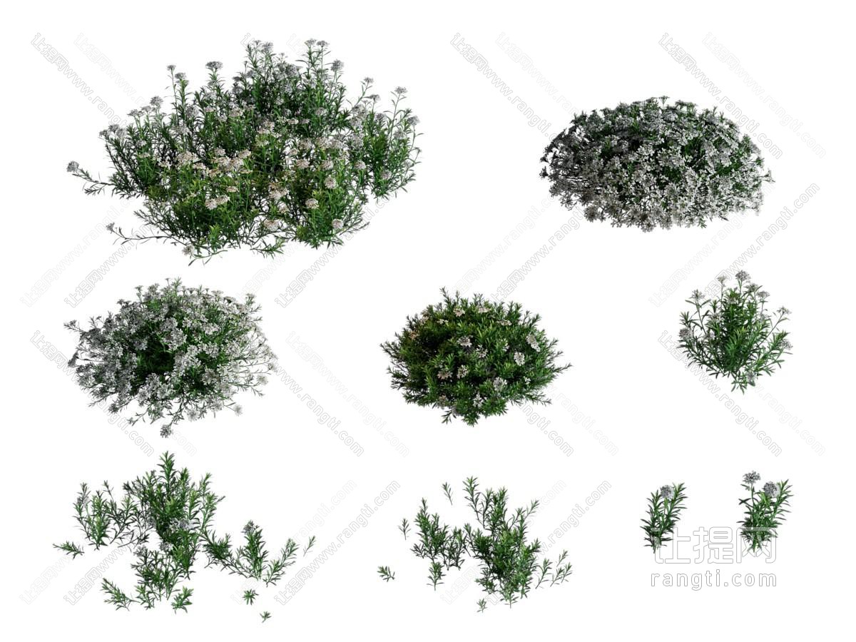 现代花卉 花草植物