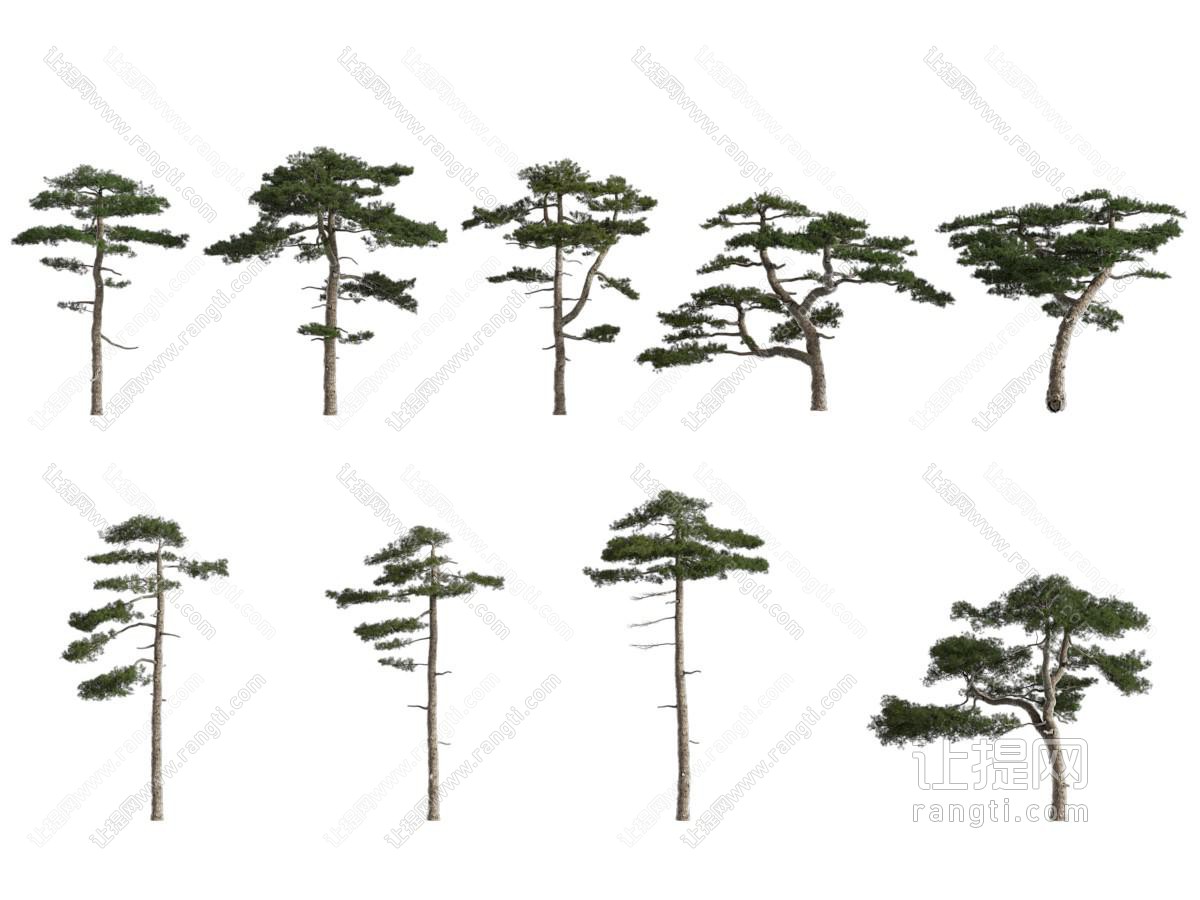 现代景观树木 松树