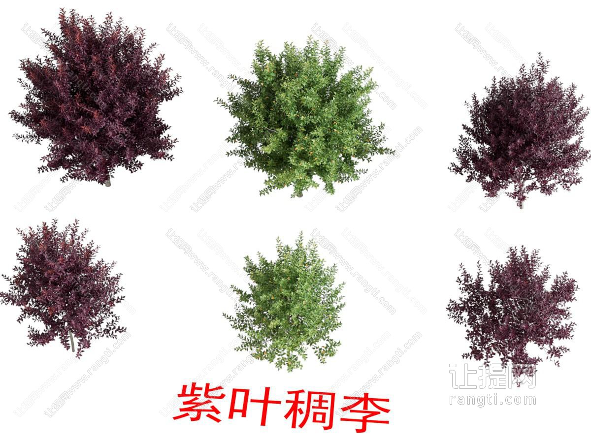 紫叶稠李 树木 植物类