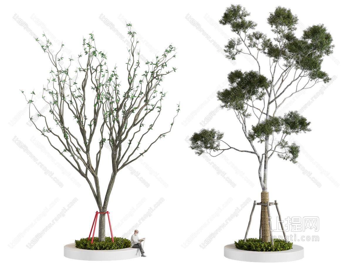 景观树 乔木 树池 行道树