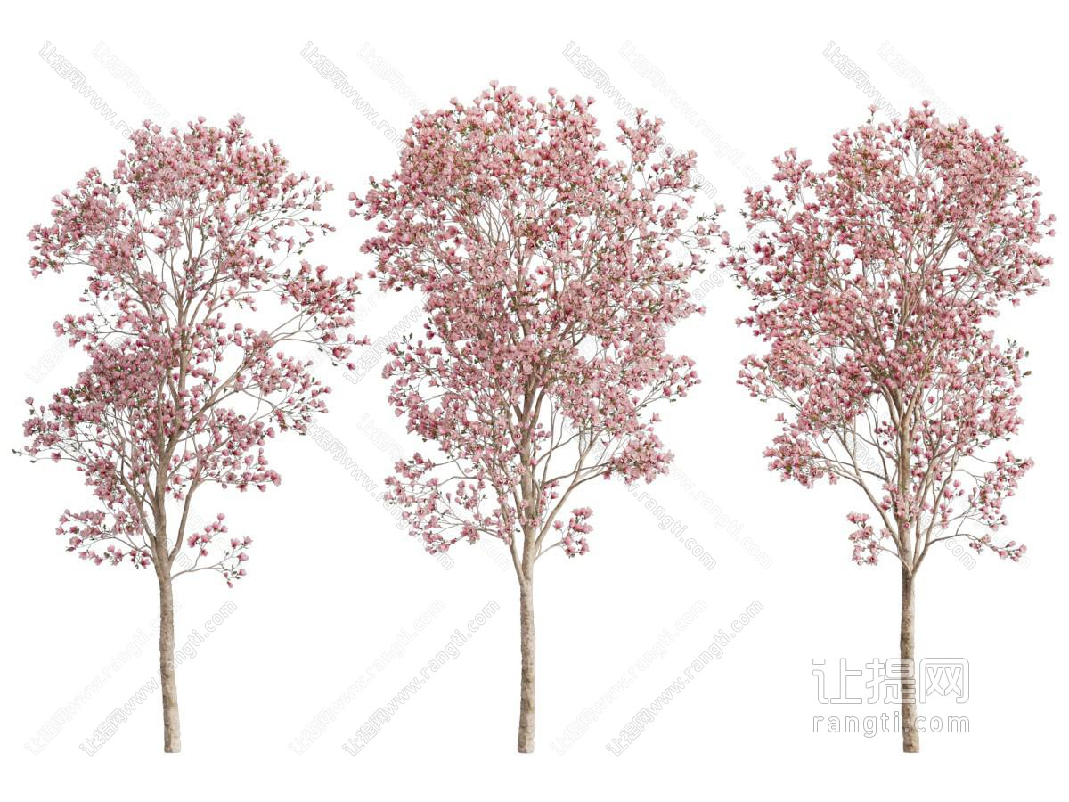 玉兰花树