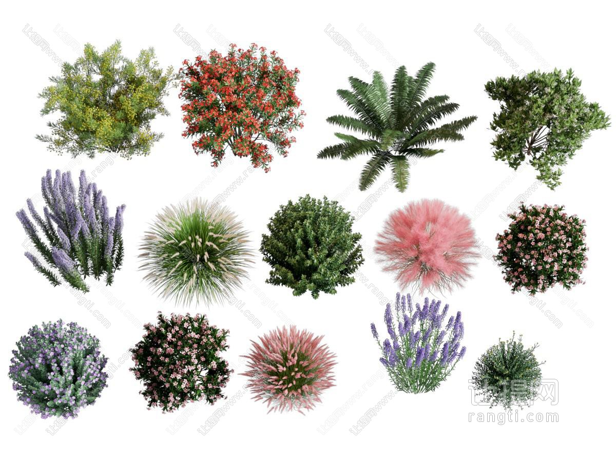现代薰衣草 花草植物