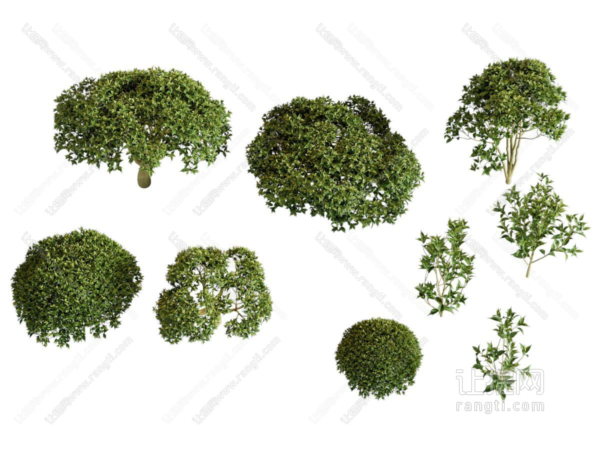 茶树