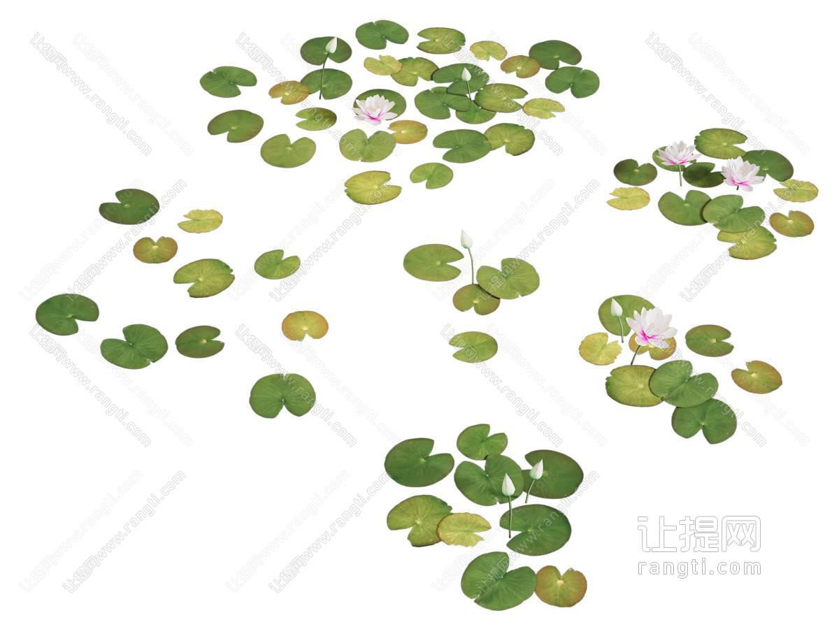 现代莲花 荷花 水生植物