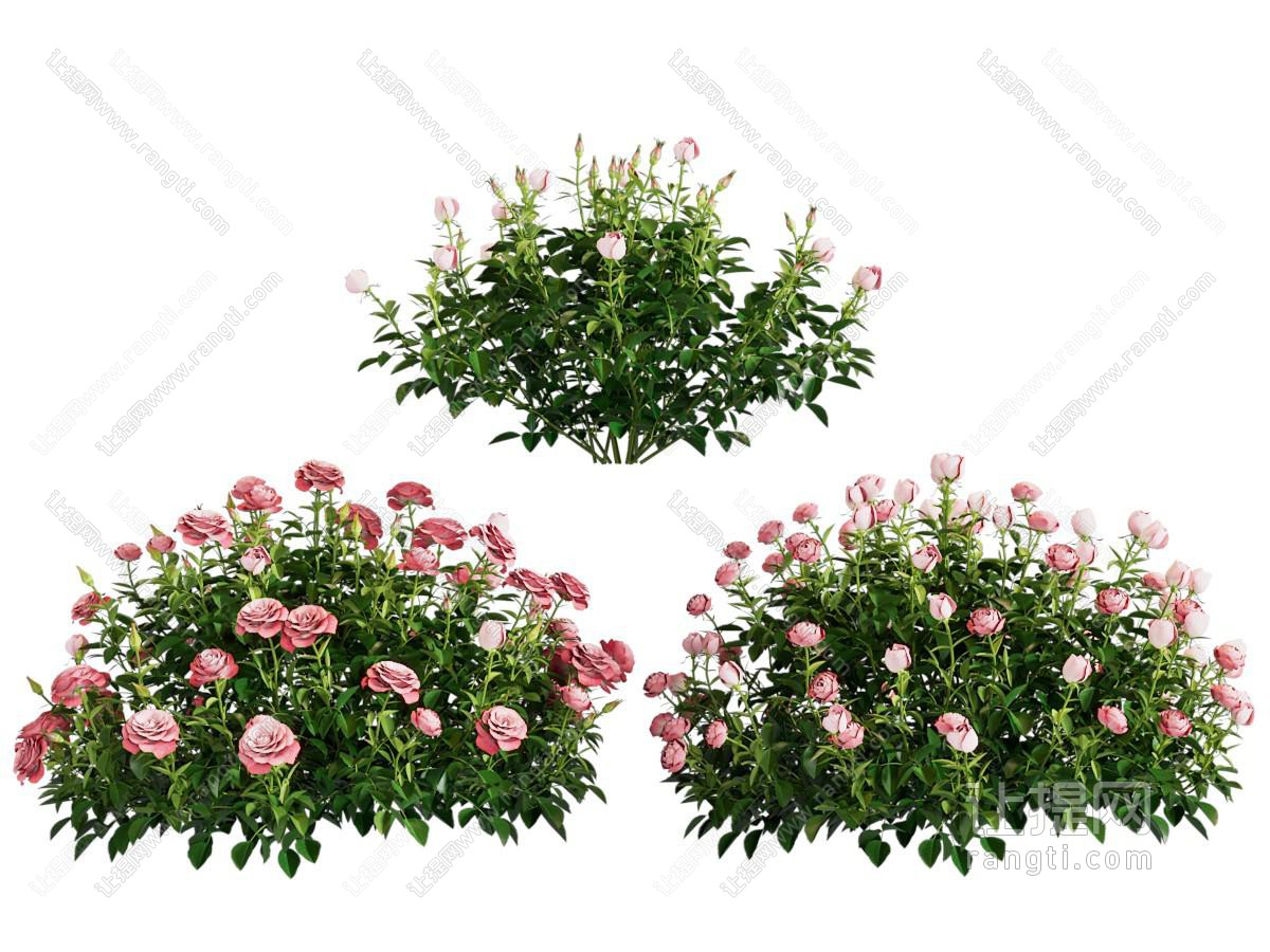 月季 花卉花草植物