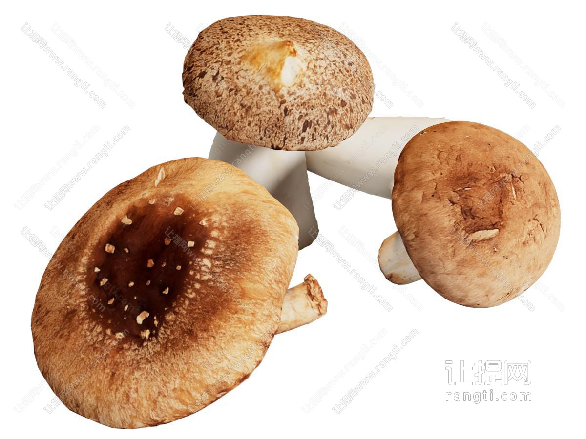 现代香菇 蘑菇 菌类蔬菜