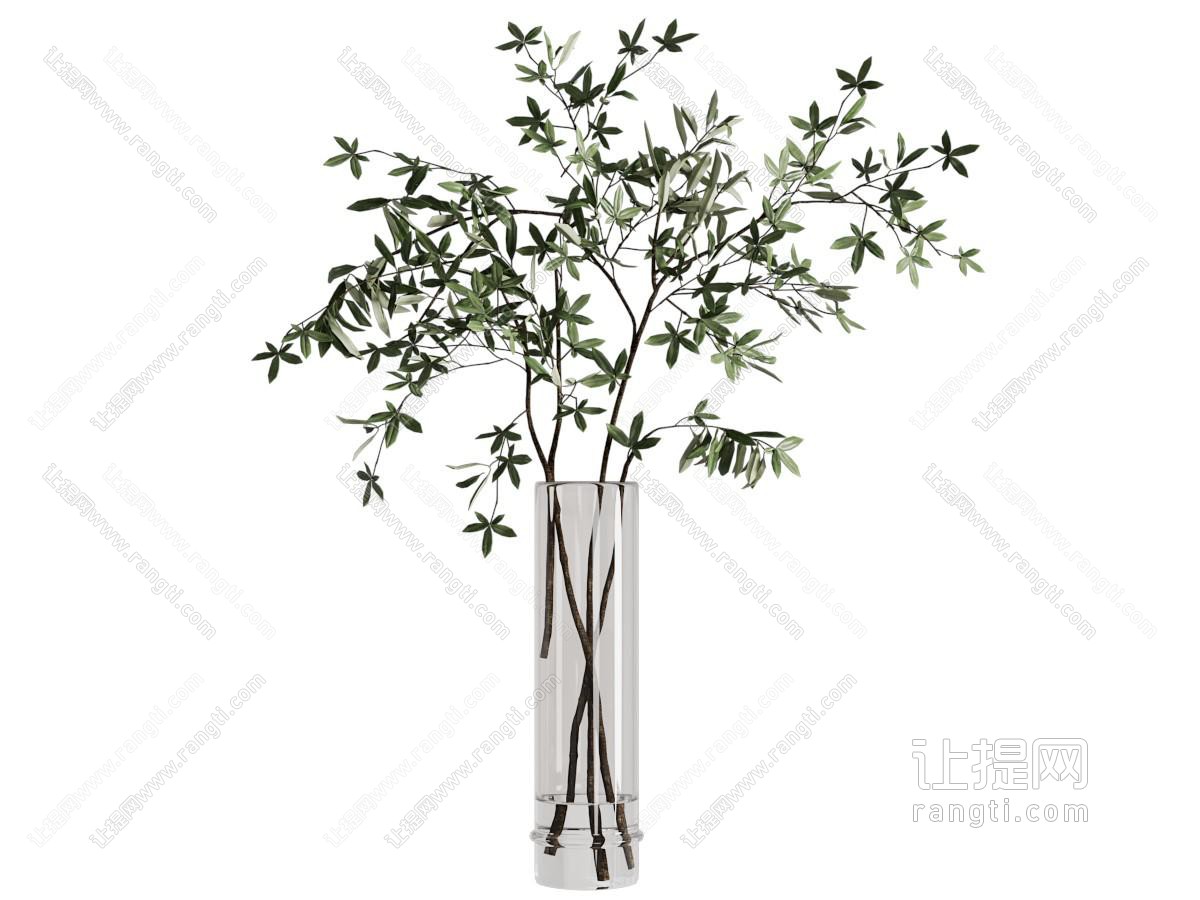 绿叶 树枝 水生植物