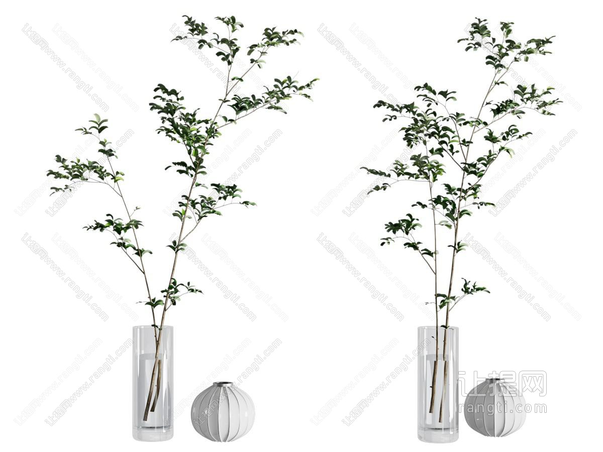 水生植物 水培绿植