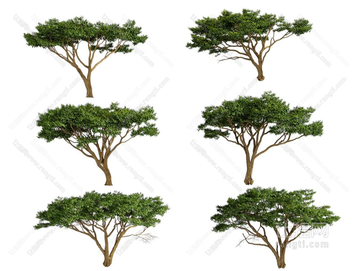 现代景观树木