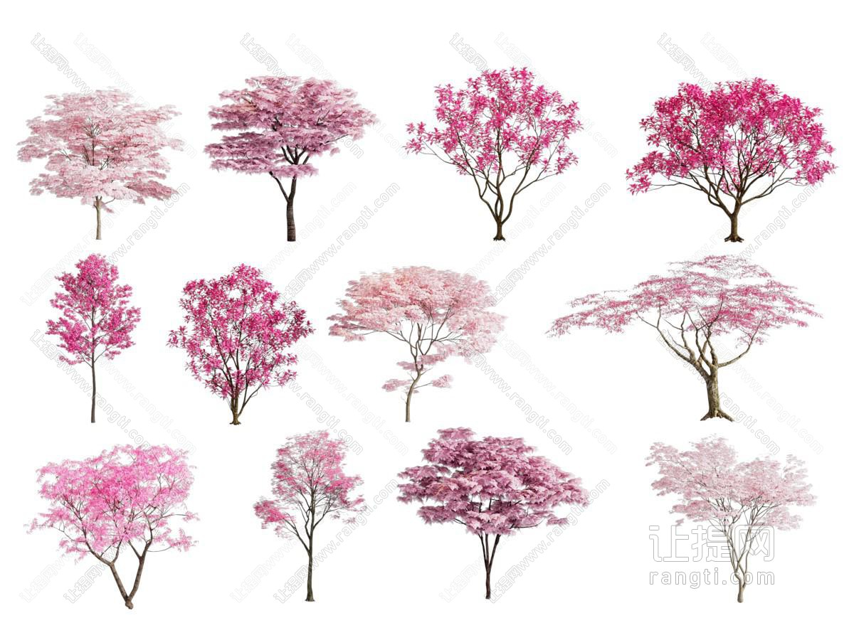 大树 樱花树 景观树