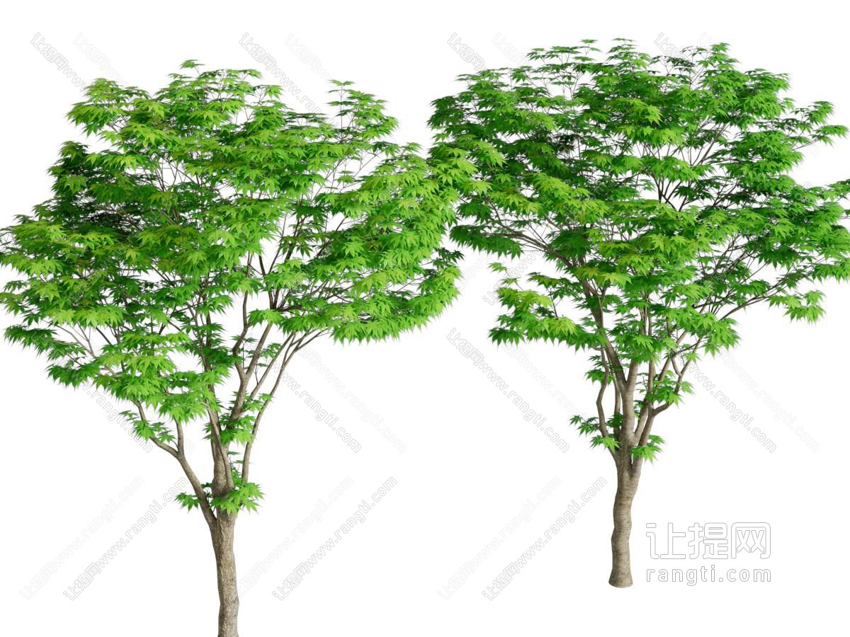 鸡爪槭 景观树