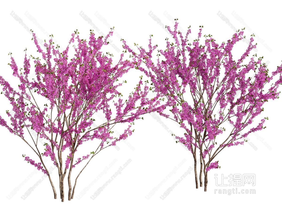 紫荆 景观树木