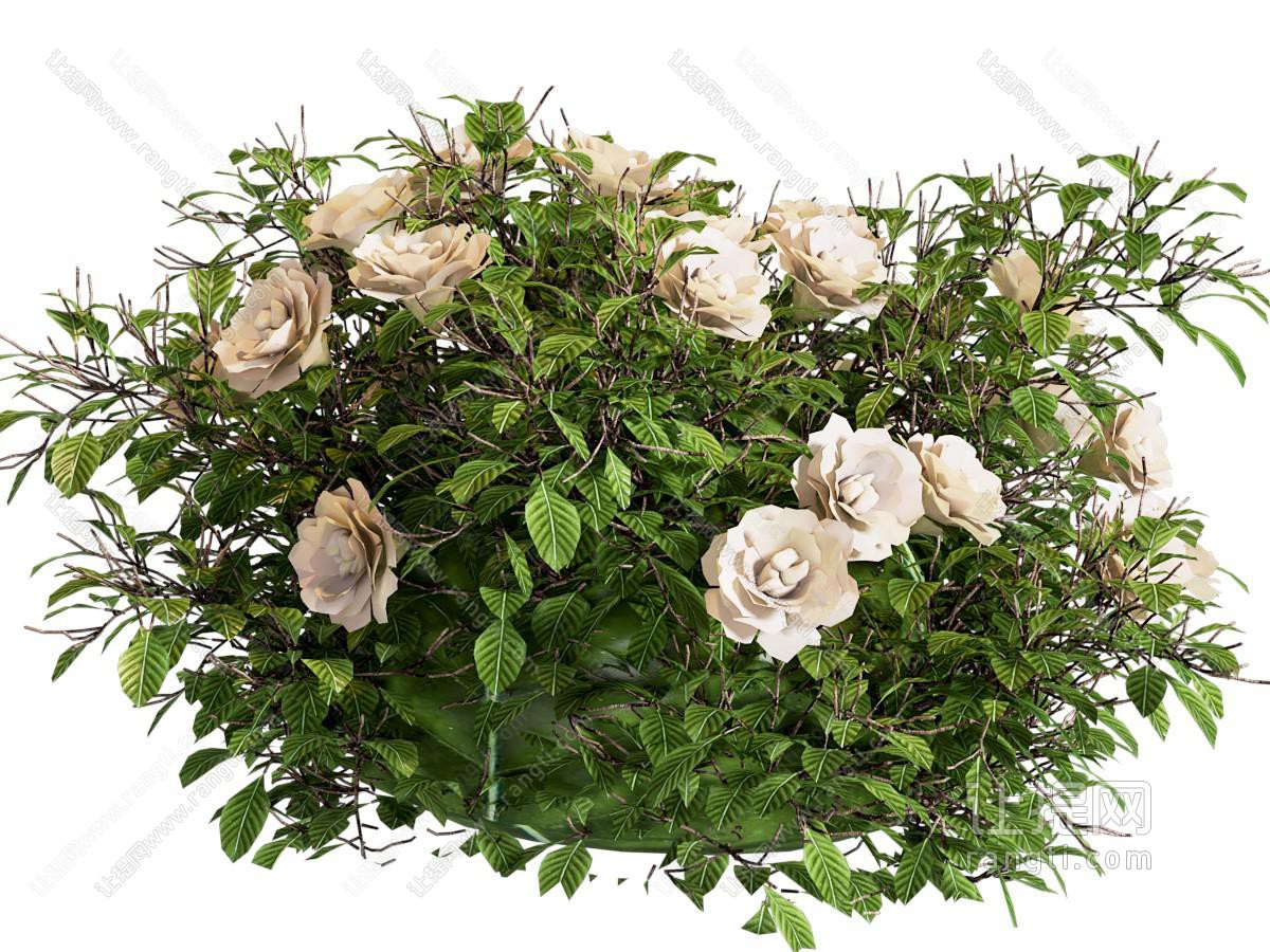 现代花卉花草