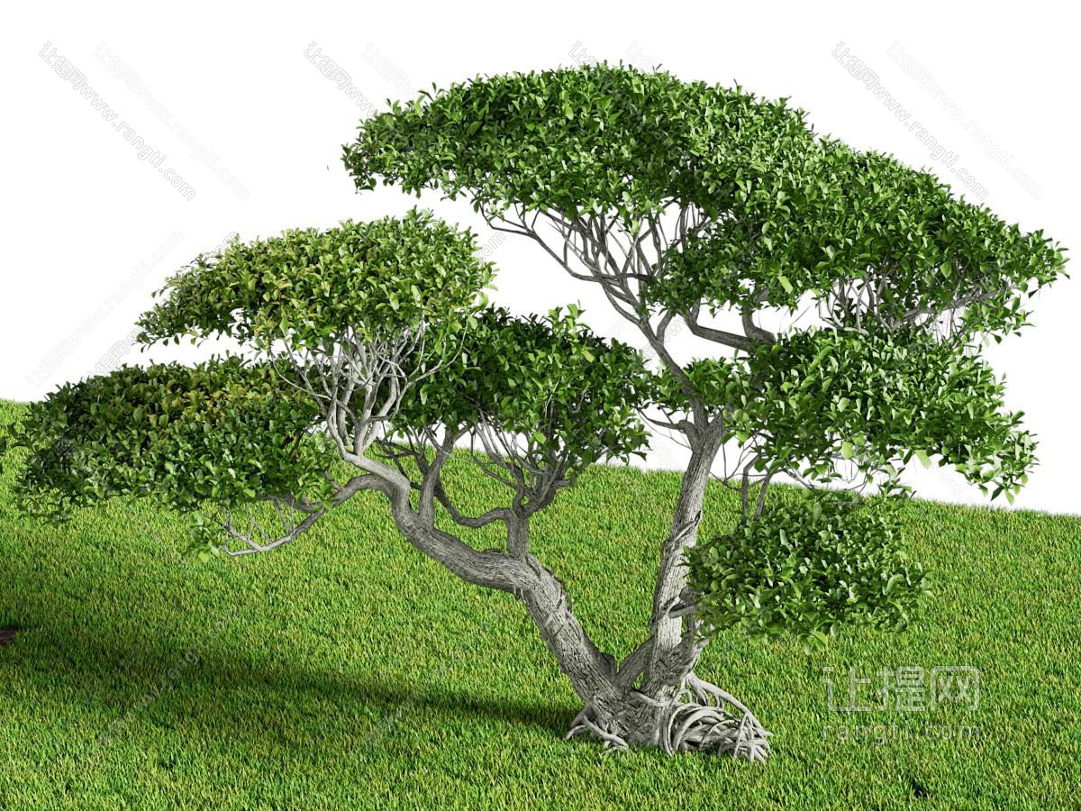 现代景观树木