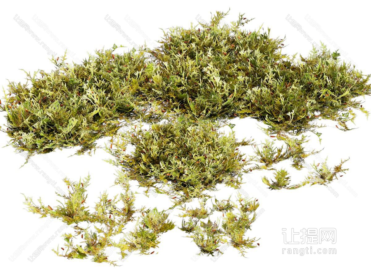 青苔 苔藓 草地 地面 草坪 草皮 植物 浮萍 水草 植物