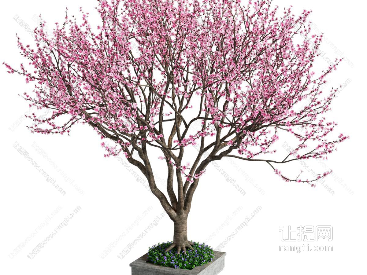 景观树 桃花树樱花树