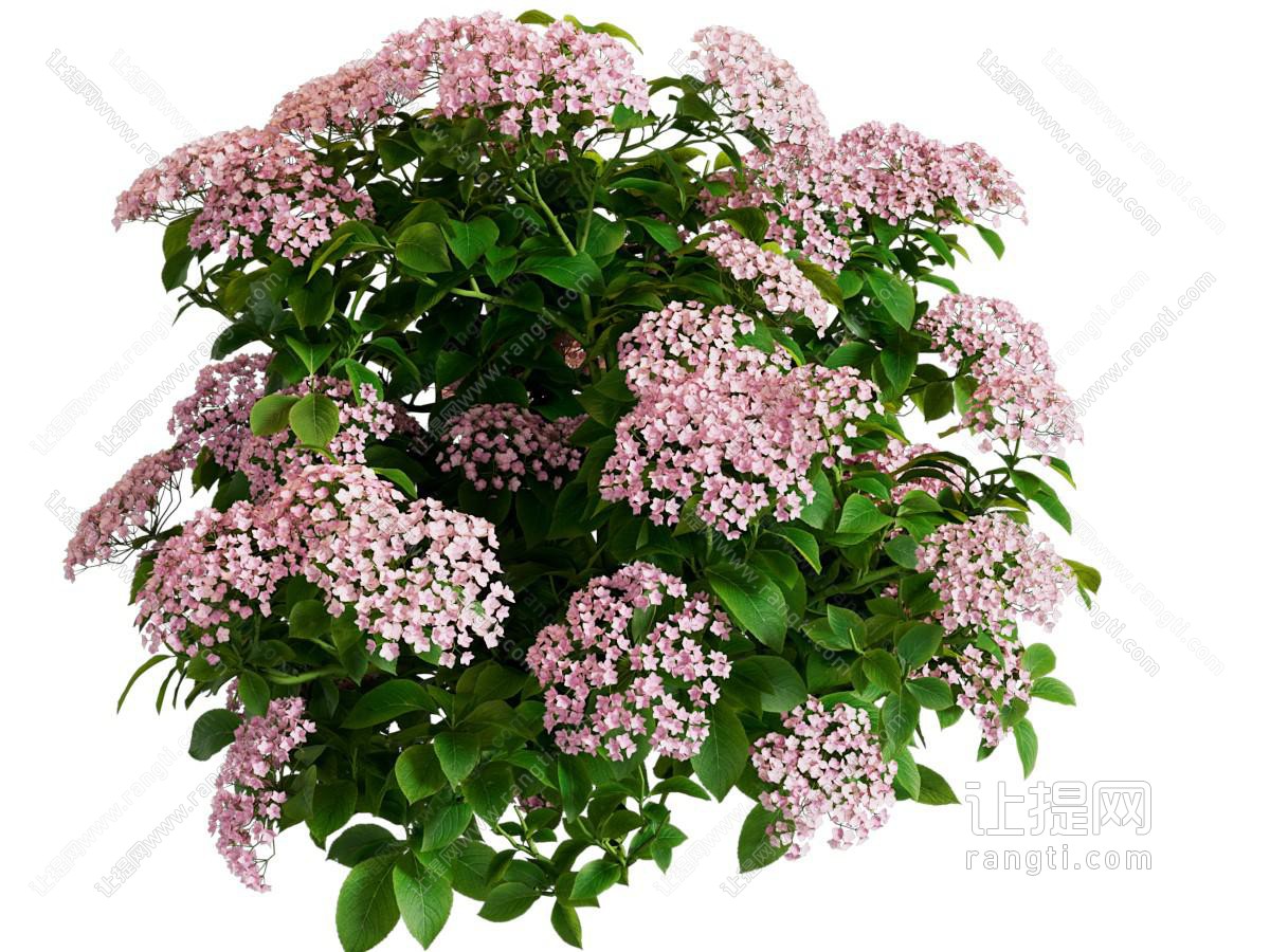 鲜花