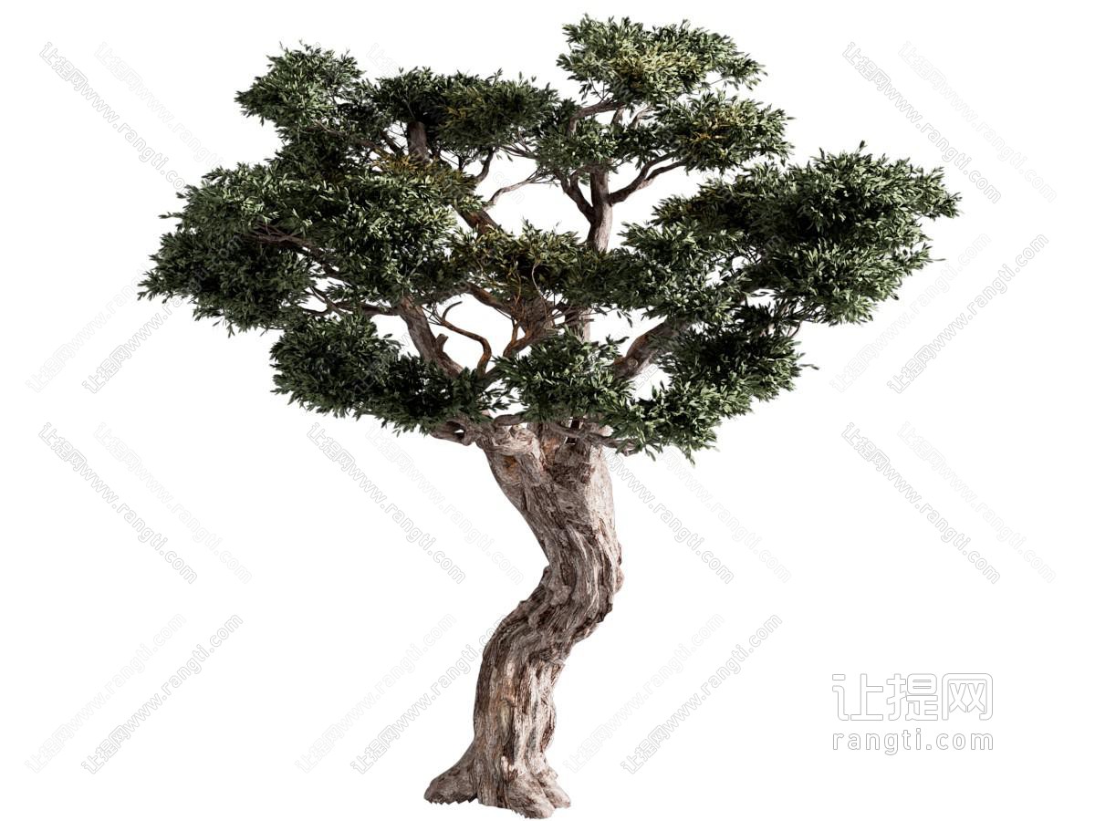 树木 橄榄树