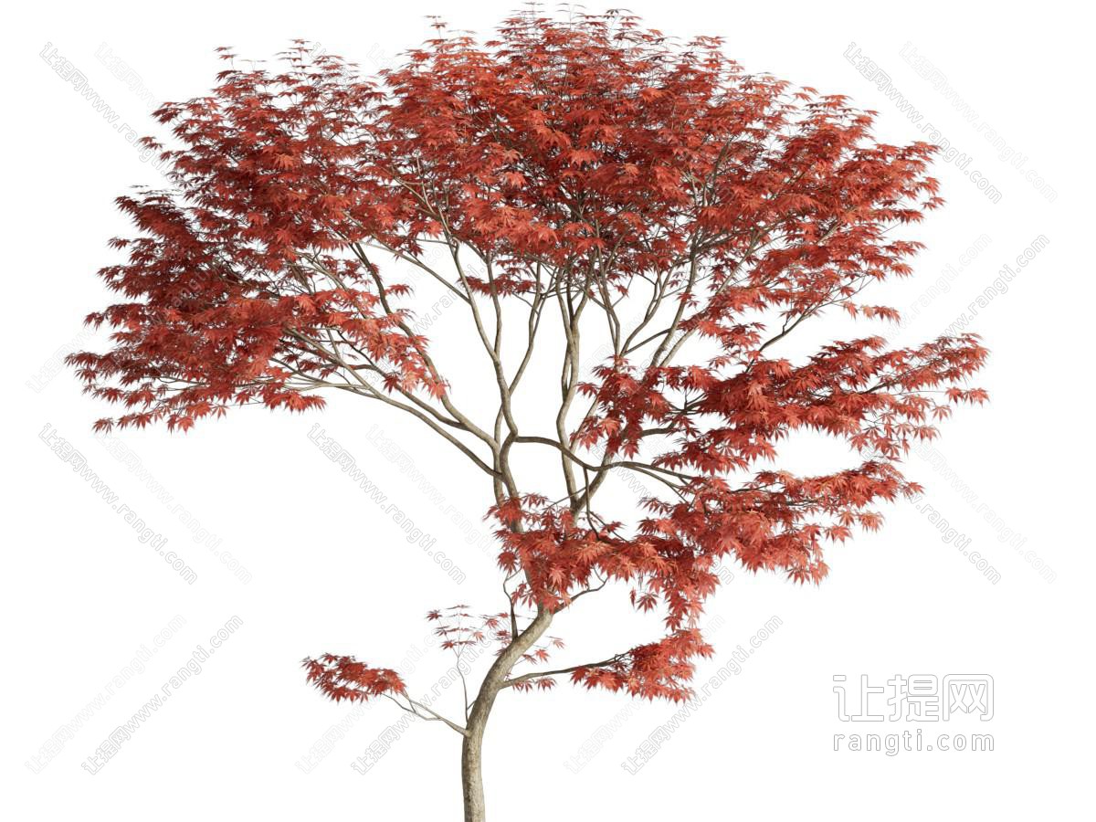 现代树木 红枫