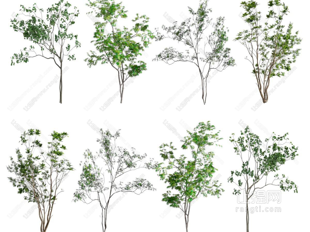 乔木 景观树 大树 行道树