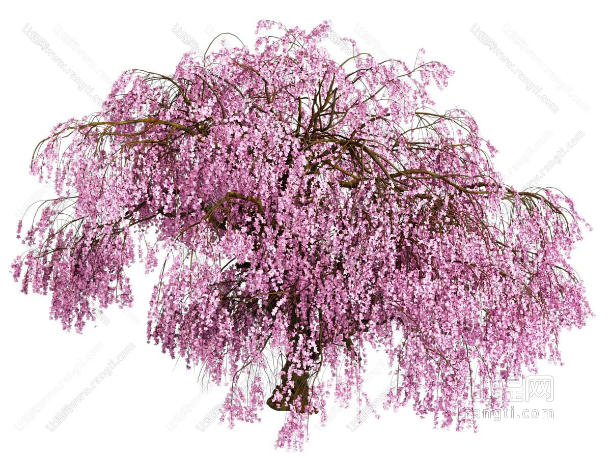 现代樱花树