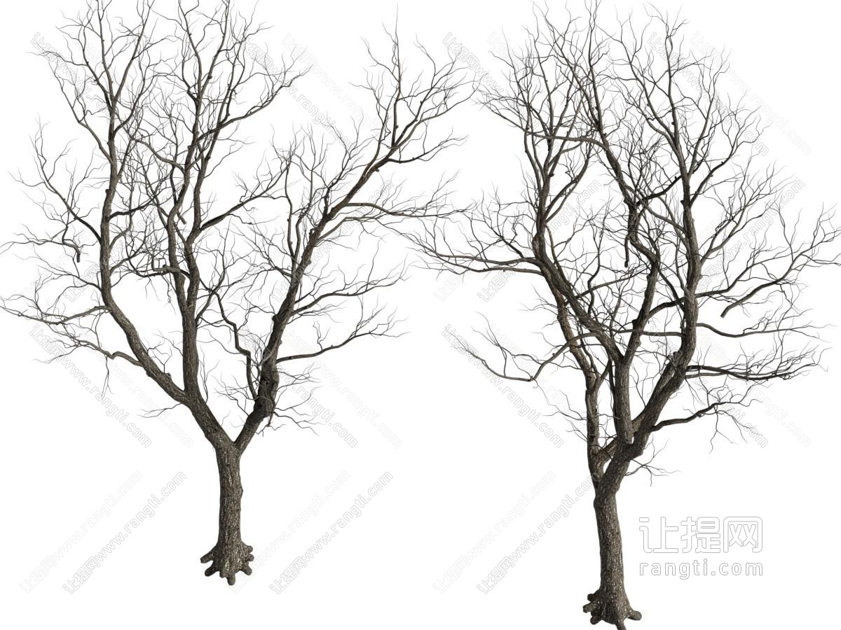 枯树 古树 景观树 冬天树