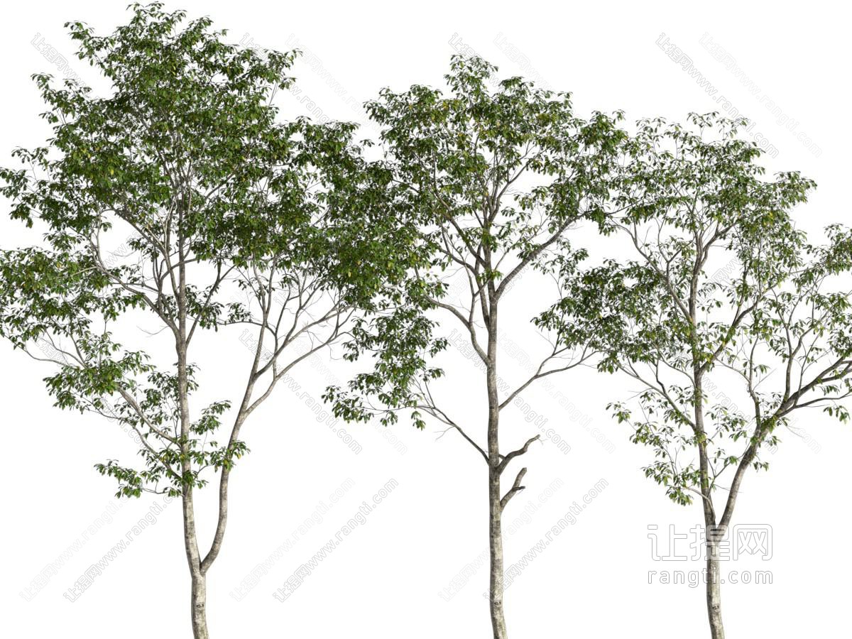 现代树