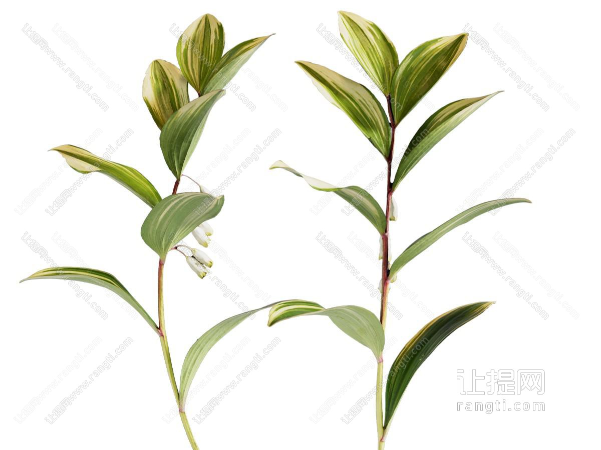 花草组合 花草 植物 树叶 绿植