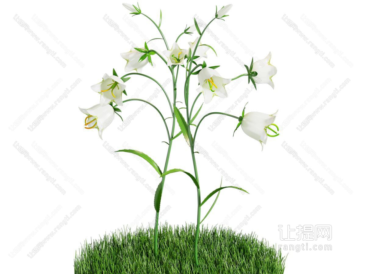 现代百合花