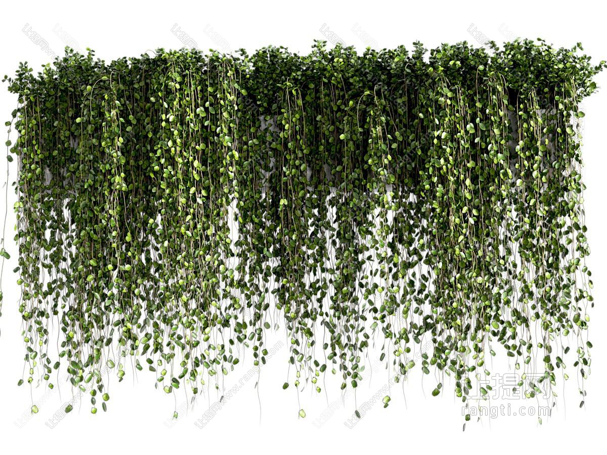 现代户外藤蔓植物 悬挂植物 常春藤