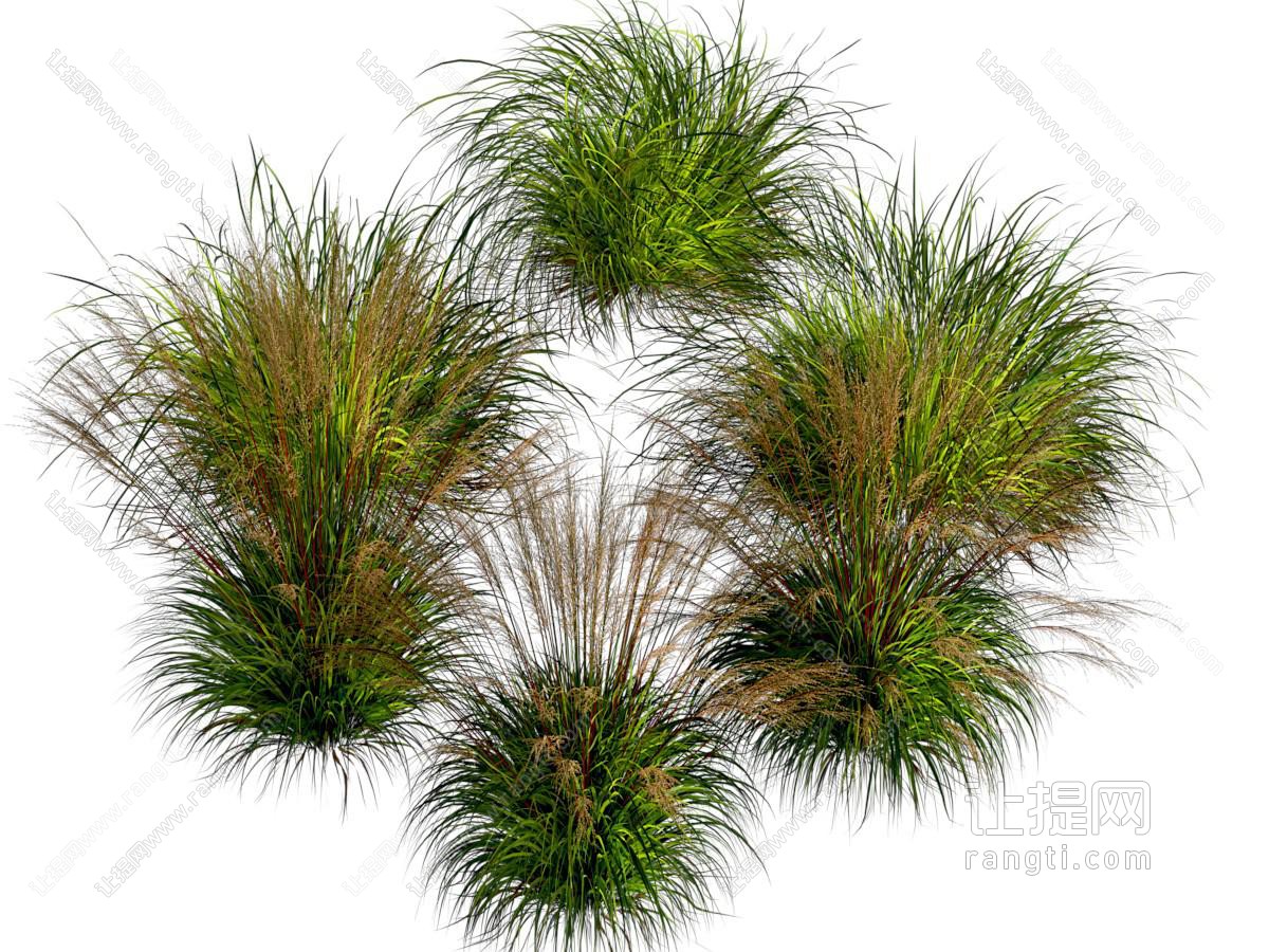 草