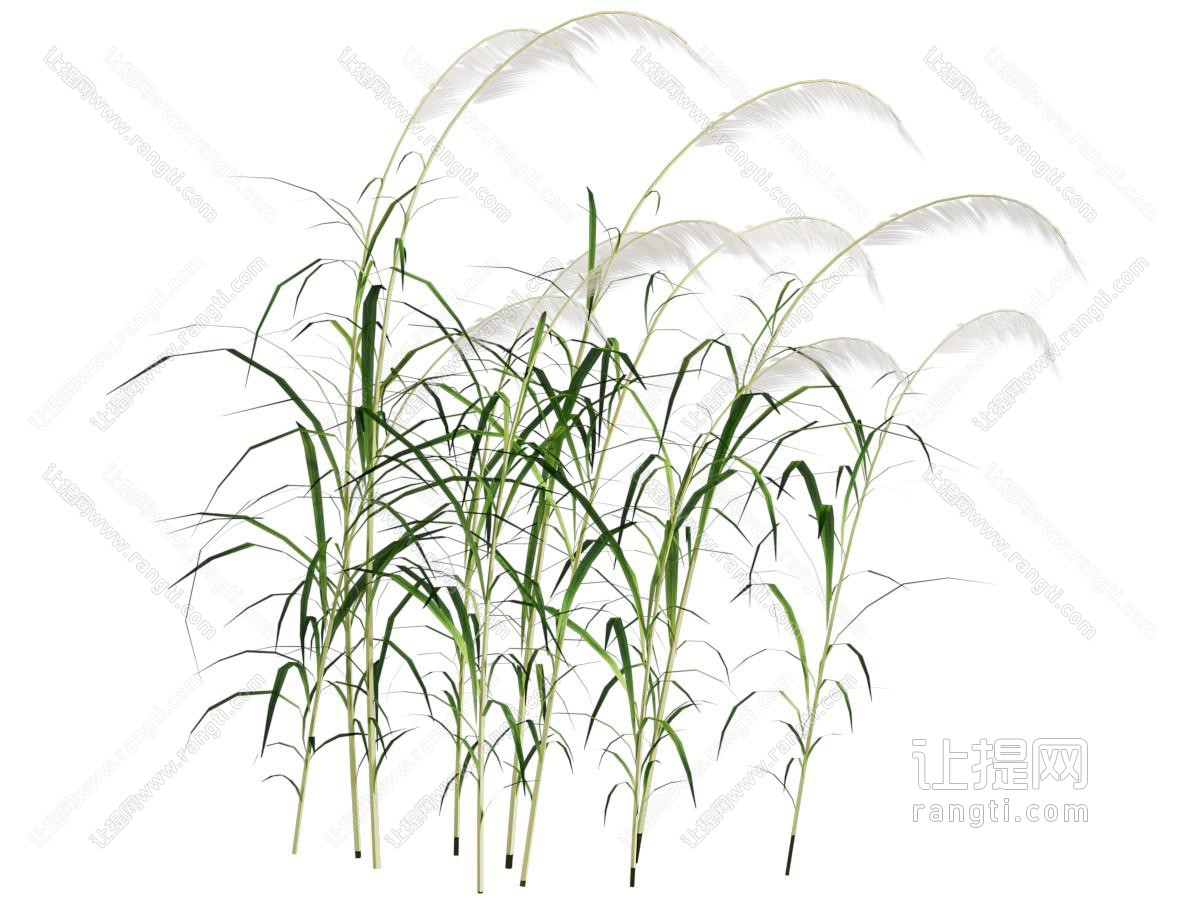 现代芦苇 花草植物