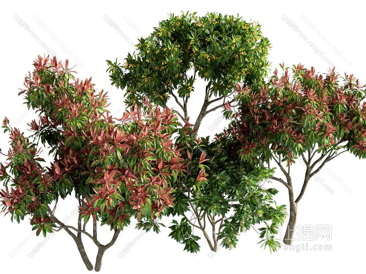 现代景观树木 花树