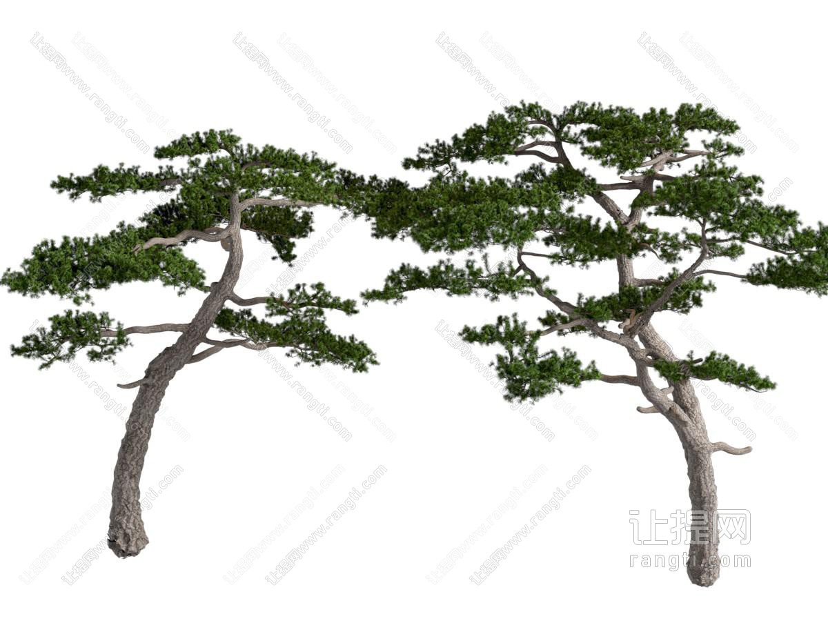 松树景观树