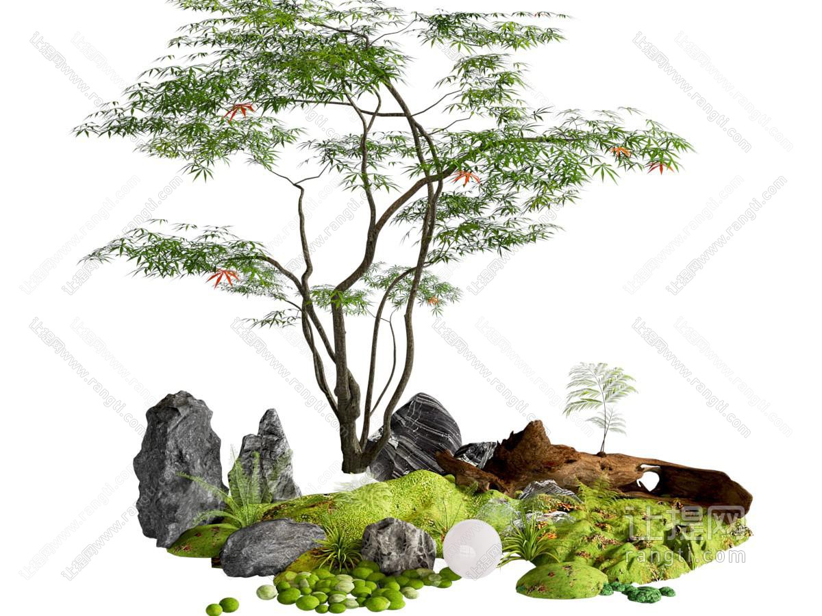 庭院乔木 鸡爪槭 苔藓微地形 植物堆
