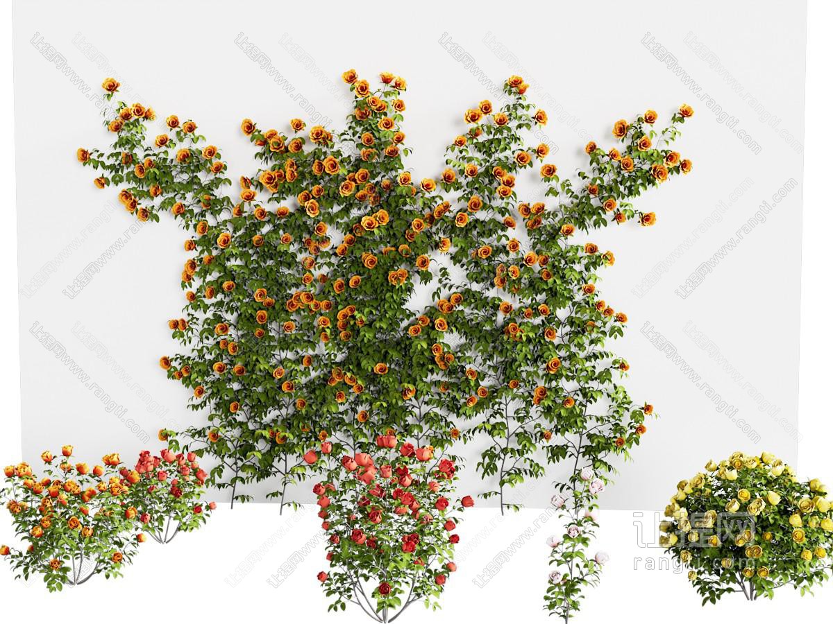 凌霄花树 藤蔓 爬墙植物 爬山虎