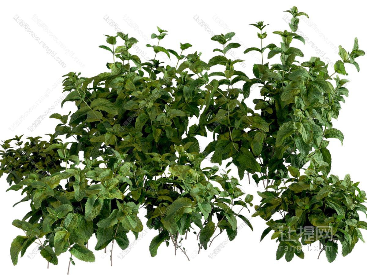 薄荷 花草